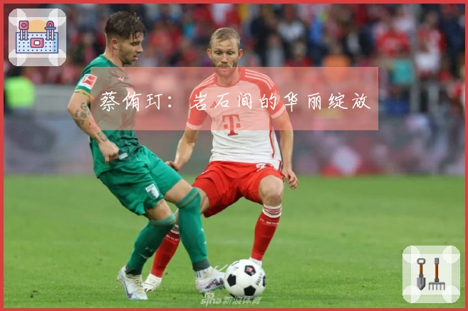 蔡侑玎：岩石间的华丽绽放